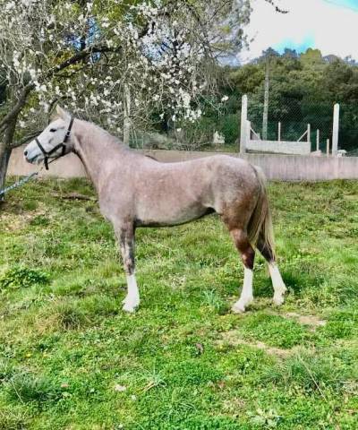 Super jument de rando/ loisir 8 ans 