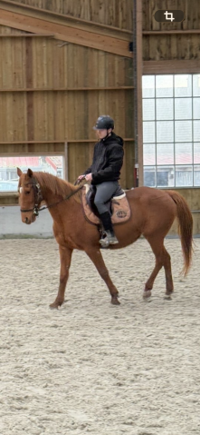 Cheval à vendre urgent 