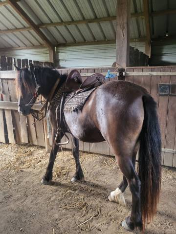 Grande belle dartmoor