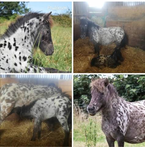 Poney leopard