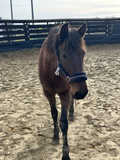 Jument onc ibérique 4 ans en 2026