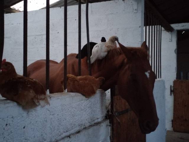 Gentil pur-sang de 11 ans, hongre