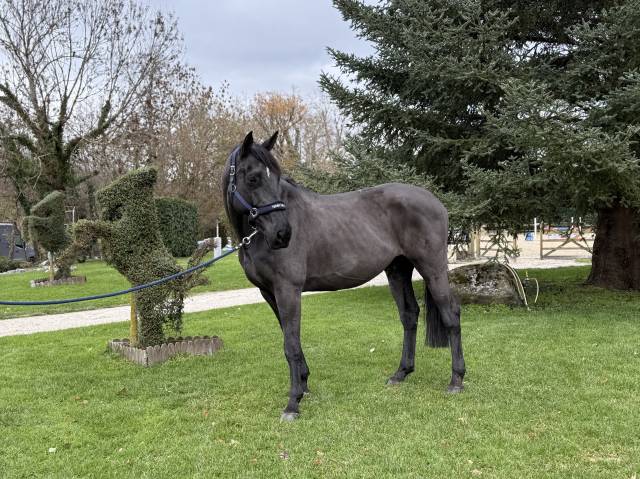 Hongre de 2015 par kannan sorti 120