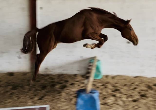 Selle français fils de hollywood du park (