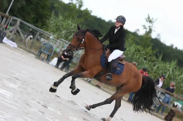 Jument cso selle français