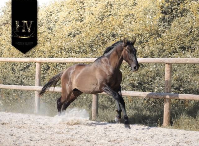 Mâle kwpn grullo par inefavel x dream boy x jonhson
