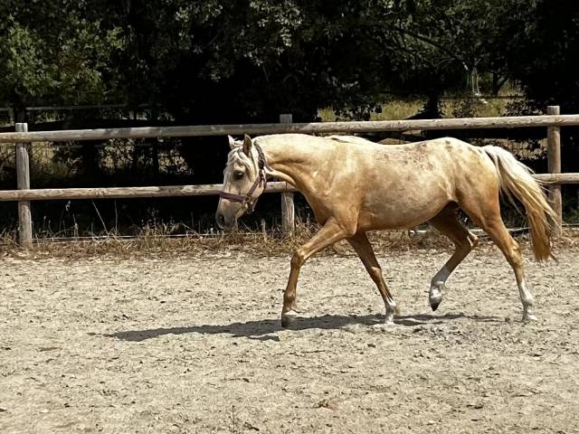 Poney de dressage 