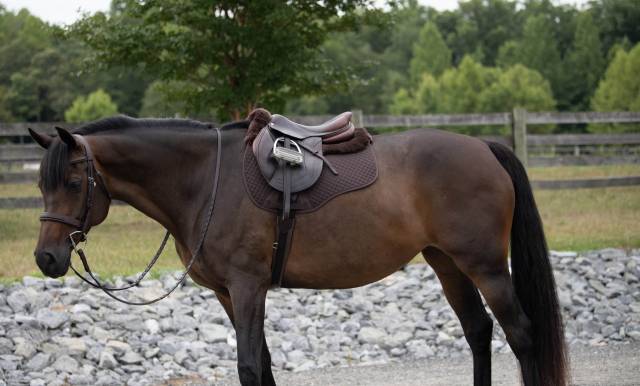 Tapis de selle Jump Wool ThinLine Euro Roll - 95% absorption choc