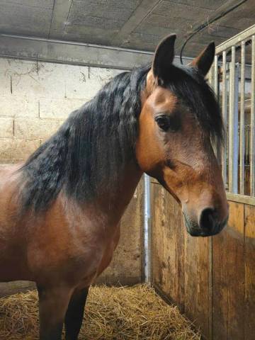 Magnifique entier espagnol