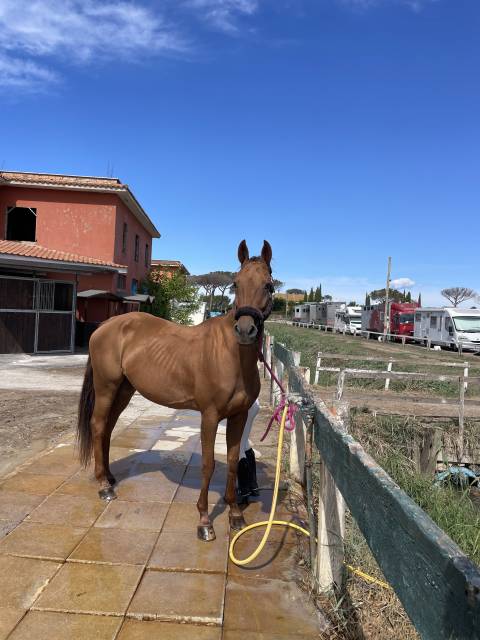 Jument cheval de selle a vendre 2012 alezan