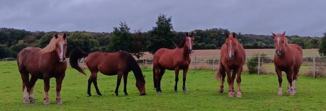 Pension au pré avec abri, paturage tournant