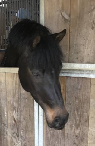 Ponette pp welsh de dressage 