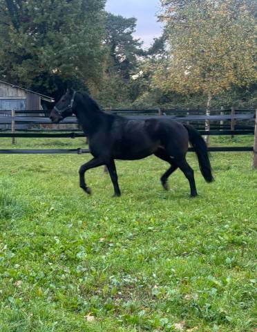 Hongre selle français 5 ans