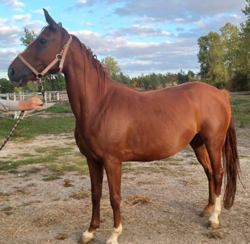 Pur-sang arabe femelle