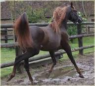 Jeune hongre de 6ans