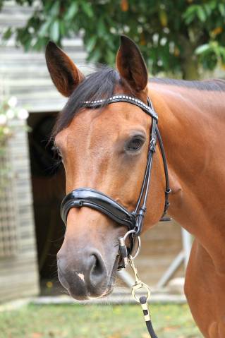 Jument selle français par canabis d’albain