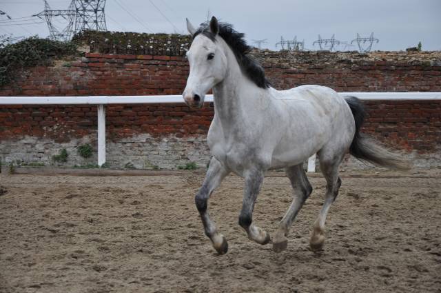 Hongre selle français de 10 ans