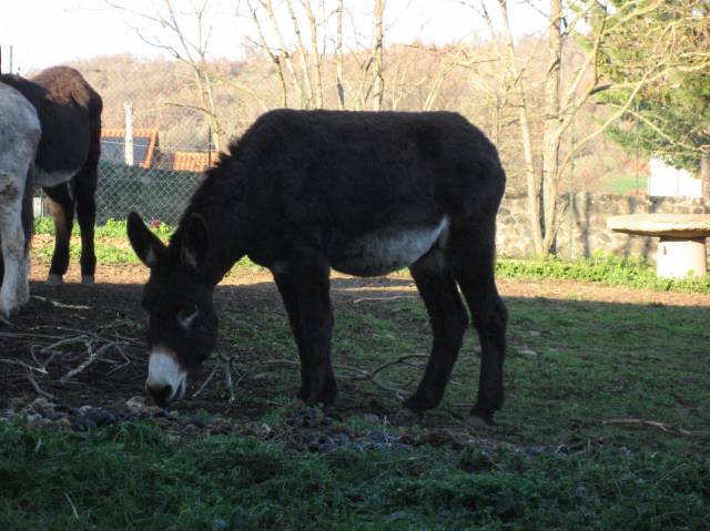 Ane des pyrénées catalan