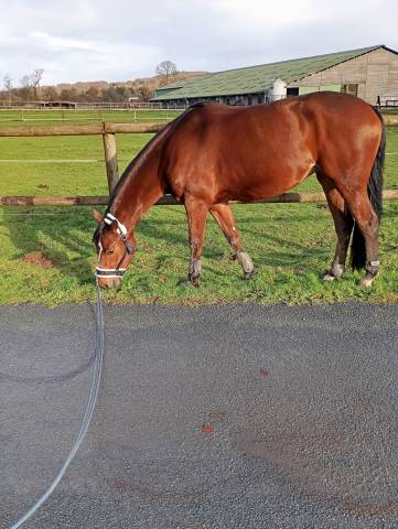 A vendre jument selle français 4 ans