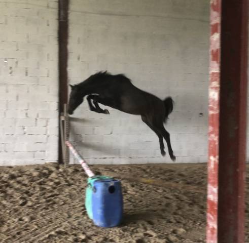 Entier 2 ans checkter x centurio 