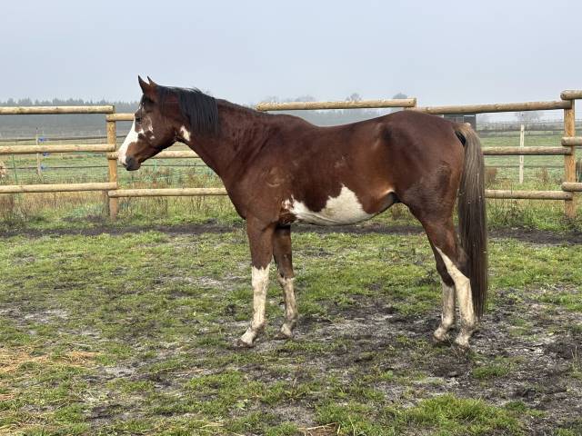 Legend du jip jap : etalon arabe 