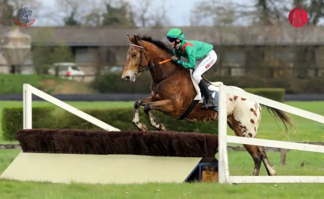 Vend cheval bien mis ideal cce