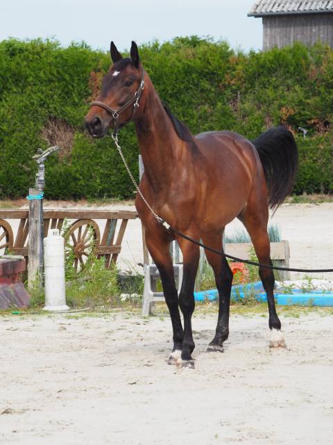 Jument 5 ans fille de mère performante 135