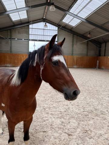 Poney de sport c - petit d - 4 ans - prêt sur un tour