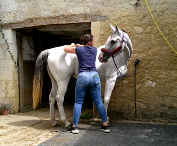 Masseuse équin et canin- confort musculaire