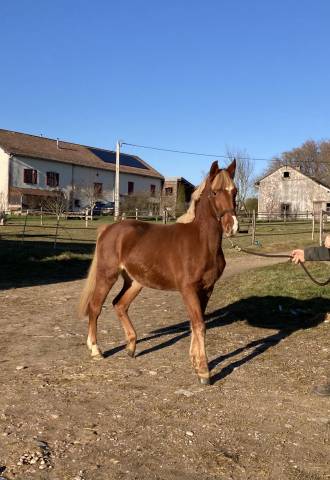 Orient cosmic poney pfs 2 ans