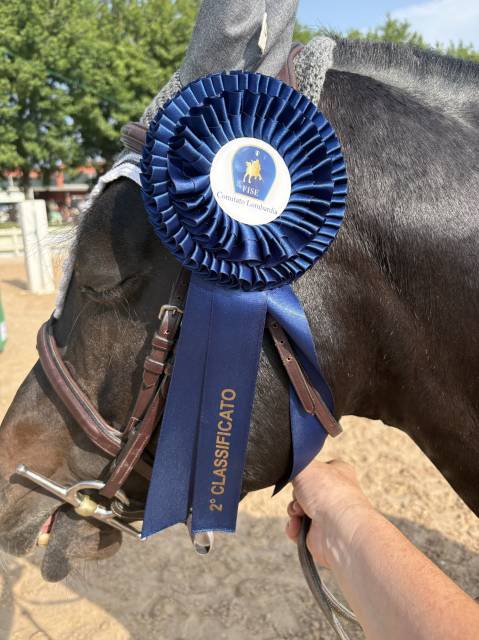 Etalon connemara a vendre 2013 bai par poetic justice (ie)