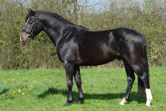 Etalon connemara a vendre 2013 bai par poetic justice (ie)