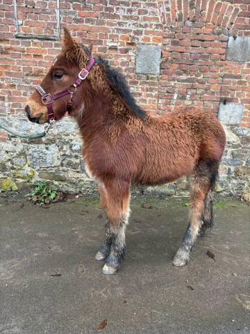 Grand pouliche porteuse oc