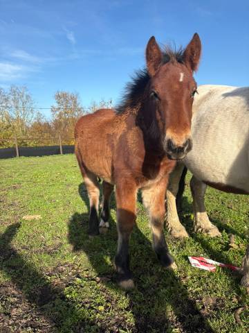 Grand pouliche porteuse oc