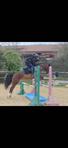 Ponette pfs 7 ans volontaire, affectueuse, avec du sang