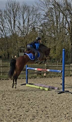 Ponette pfs 7 ans volontaire, affectueuse, avec du sang