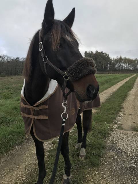 Iris des taureaux  cheval hongre tf 