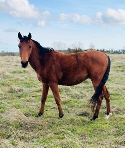 Poulain 2023 dsa 75/100