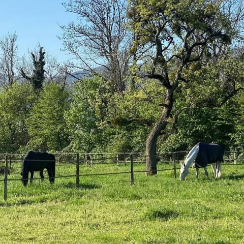 Palefrenier mi-temps / auto-entrepreneur