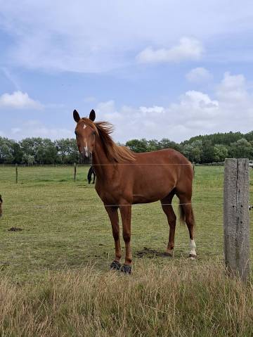 I touch the sky - hongre trotteur français 