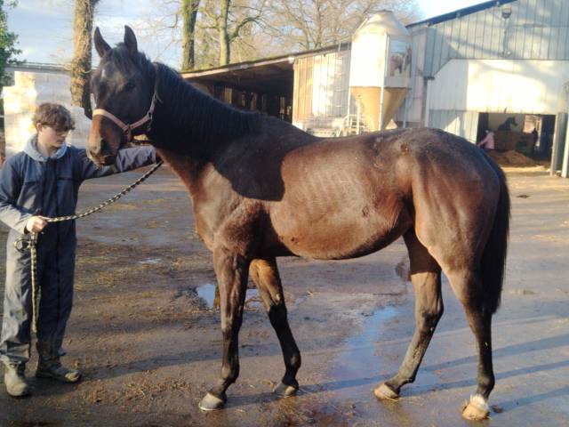 Vend cheval pour loisir