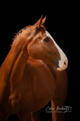 Hongre hanovrien dressé st georges 