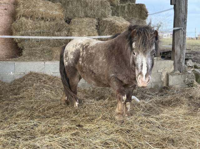 Super poney entier onc