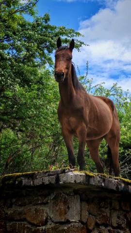Anglo-arabe 4ans ligné prestige 