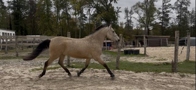 Hongre pre isabelle 6 ans 