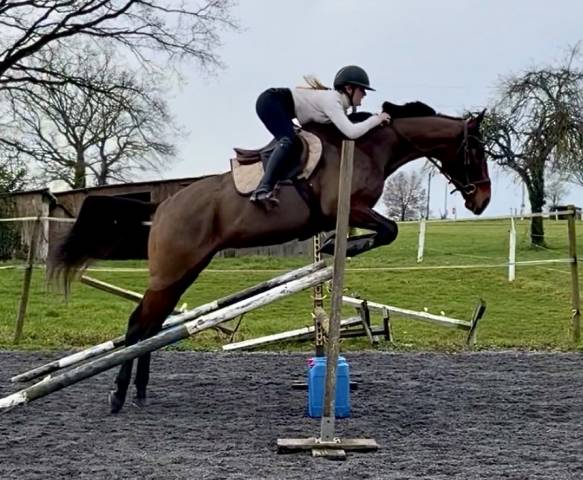 Cheval hongre de 8 ans