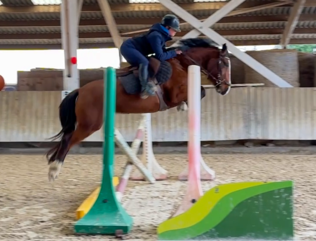 ✨ à vendre – ponette d’avenir ✨