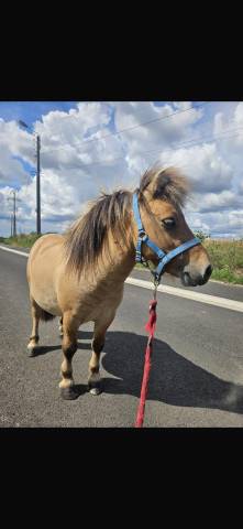 Poney miniature aux yeux bleus 