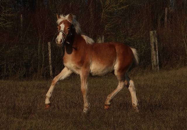 Haflinger 1 an pp