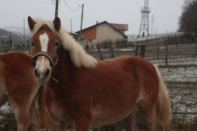 Haflinger  1 an pp